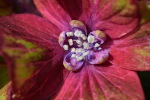 Hortensja ogrodowa (Hydrangea macrophylla) Schloss Wackerbarth SAXON c3 zdjęcie 7
