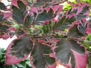 Buk trójkolorowy (Fagus Purpurea) Tricolor c4 zdjęcie 8