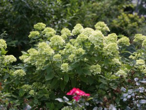 Hortensja Little Lime, krzewy liściaste kwitnące, krzewy ozdobne, krzewy liściaste