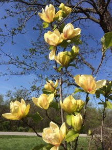 Magnolia Sunsation sadzonka zdjęcie 5