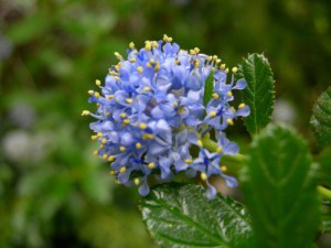 Prusznik (Ceanothus impressus) Victoria c3 zdjęcie 7