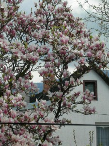 Magnolia pośrednia (Magnolia soulangeana) c3 zdjęcie 7