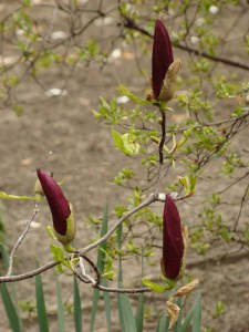 Magnolia purpurowa (Magnolia liliflora) Nigra zdjęcie 8
