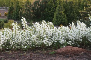 Obiela mieszańcowa (Exochorda macrantha) Niagara zdjęcie 7