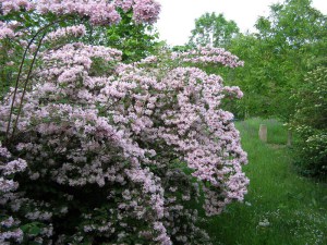 Kolkwicja chińska (Kolkwitzia amabilis) Pink Cloud c2 zdjęcie 7