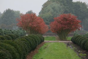Świdośliwa kanadyjska (Amelanchier lamarckii) c4 zdjęcie 7