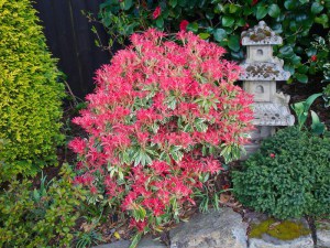 Pieris japoński (Pieris japonica) Flaming Silver zdjęcie 6