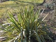 Jukka karolińska (Yucca filamentosa) Bright Edge zdjęcie 4
