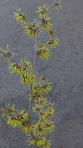 Oczar  żółty (Hamamelis) Pallida c4 zdjęcie 7