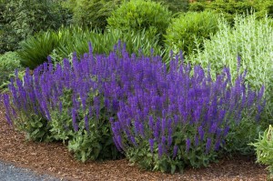 Szałwia omszona (Salvia) Merleau Blue zdjęcie 8