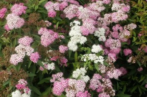 Tawuła japońska (Spiraea japonica) Shirobana c2 zdjęcie 6