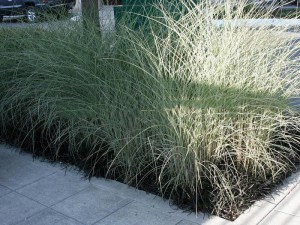 Miskant chiński (Miscanthus sinensis) Morning Light c3 zdjęcie 7