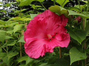 Hibiskus bylinowy (Hibiscus moscheutos) Jazzberry Jam zdjęcie 8