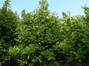 Miłorząb japoński (Ginkgo biloba) c3 zdjęcie 7