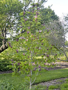 Magnolia naga (Magnolia denudata) Black Beauty zdjęcie 7