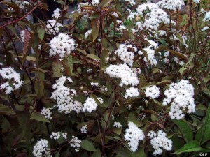 sadziec plamisty (Eupatorium) Chocolate 4