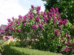 Bez - lilak - Syringa Charles Joly c2 zdjęcie 8