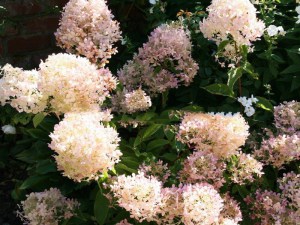 Hortensja bukietowa Phantom Hydrangea c3 zdjęcie 7