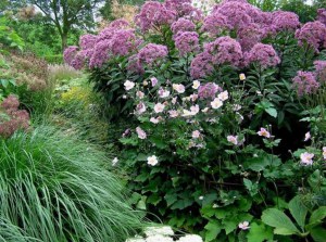 Sadziec dęty (Eupatorium) Baby Joe 7