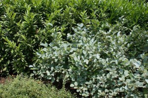 Fothergilla gardenii (Fothergilla Gardena) Blue Mist c2 zdjęcie 6