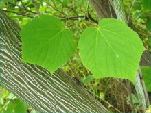 Klon zielonokory (Acer tegmentosum) c3 zdjęcie 7