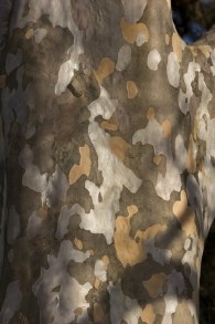 Stewarcja kameliowata (Stewartia pseudocamelia) c7,5 zdjęcie 8