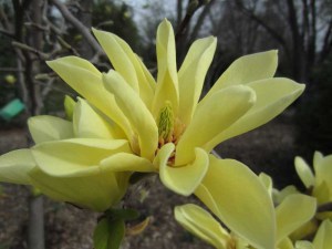 Magnolia Butterflies c3 zdjęcie 3