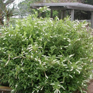 Itea wirginijska (Itea virginica) zdjęcie 1
