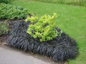 Konwalnik (Ophiopogon planiscapus) Niger sadzonka 4