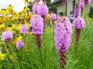 Liatra kłosowa (Liatris) Kobold 7