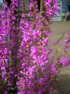 Krwawnica rózgowata (Lythrum virgatum) Dropmore Purple 7