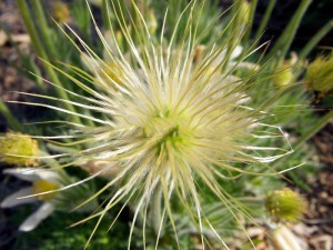 Sasanka (Pulsatilla) biała sadzonka zdjęcie 6