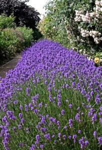Lawenda sadzonka | odmiana Dark Hidcote Blue zdjęcie 7