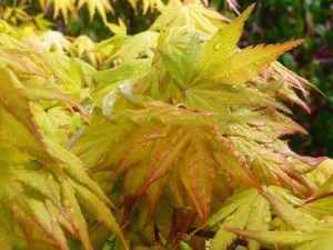 Klon palmowy (Acer palm.) Orange Dream c1,5 zdjęcie 3