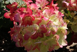 Hortensja bukietowa Diamant Rouge syn. Rendia c3 zdjęcie 6