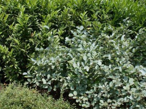 Fothergilla pośrednia (Fothergilla intermedia) Blue Shadow zdjęcie 4