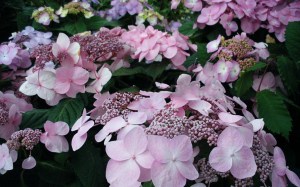 Hortensja ogrodowa (Hydrangea macrophylla) Twist and Shout 2