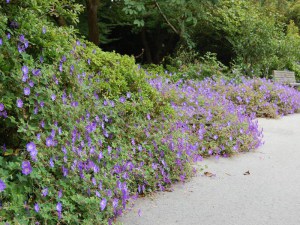 Bodziszek mieszańcowy (Geranium hybridum) Rozanne 4