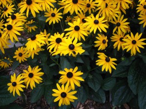 Rudbekia błyskotliwa (Rudbeckia fulgida) Goldsturm 7