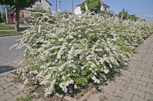 Tawuła szara (Spiraea cinera) Grefsheim c2 zdjęcie 8