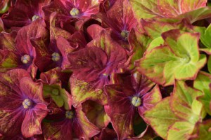 Hortensja ogrodowa (Hydrangea macrophylla) Schloss Wackerbarth SAXON c3 zdjęcie 8