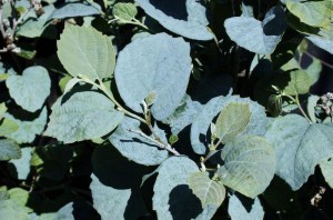 Fothergilla gardenii (Fothergilla Gardena) Blue Mist c2 zdjęcie 7