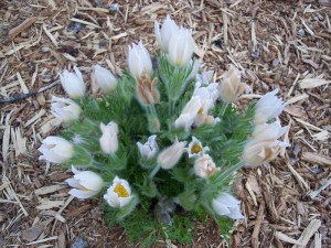 Sasanka (Pulsatilla) biała sadzonka zdjęcie 7