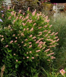 Orszelina olcholistna (Clethra alnifolia) Pink Spire zdjęcie 8