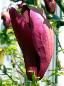 Magnolia purpurowa (Magnolia liliflora) Nigra zdjęcie 9