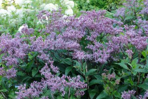 Sadziec dęty (Eupatorium) Baby Joe 8