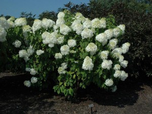 Hortensja bukietowa Phantom Hydrangea c3 zdjęcie 6