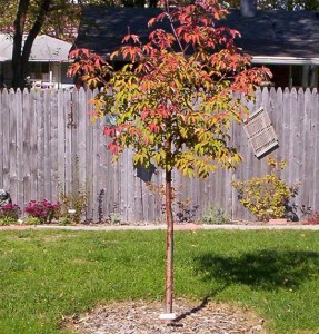 Klon strzępiastokory, cynamonowy (Acer griseum) c4 zdjęcie 7