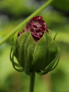 Hibiskus bylinowy (Hibiscus moscheutos) Jazzberry Jam zdjęcie 9