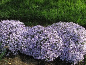Floks szydlasty (Phlox subulata) Emerald Cushion Blue c1 zdjęcie 8
